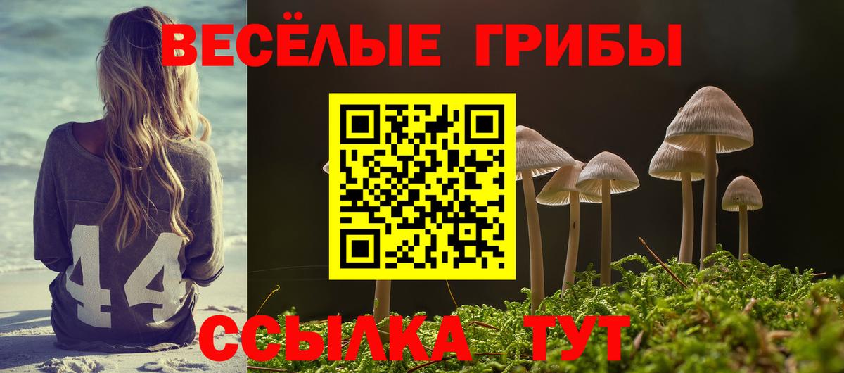 Галлюциногенные грибы Psilocybine cubensis Лесной